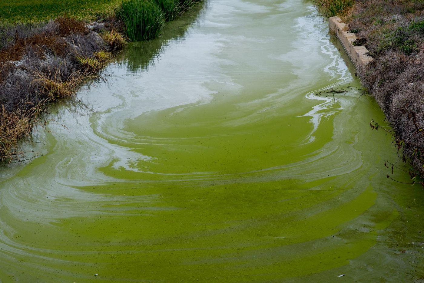 Thick green algal scum covering the surface of a waterway to the bank