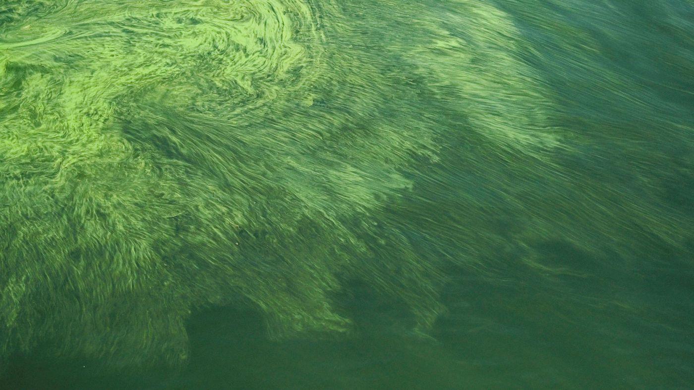 Bright green algal bloom spreading in swirls across open water, seen from the air