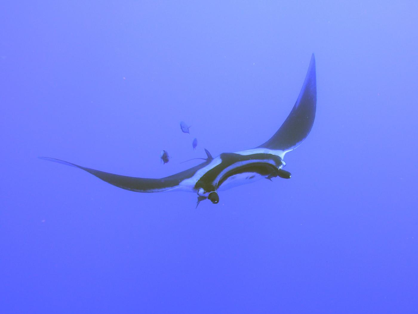 A manta ray feeding just under the surface, trailed by a scatter of smaller fish